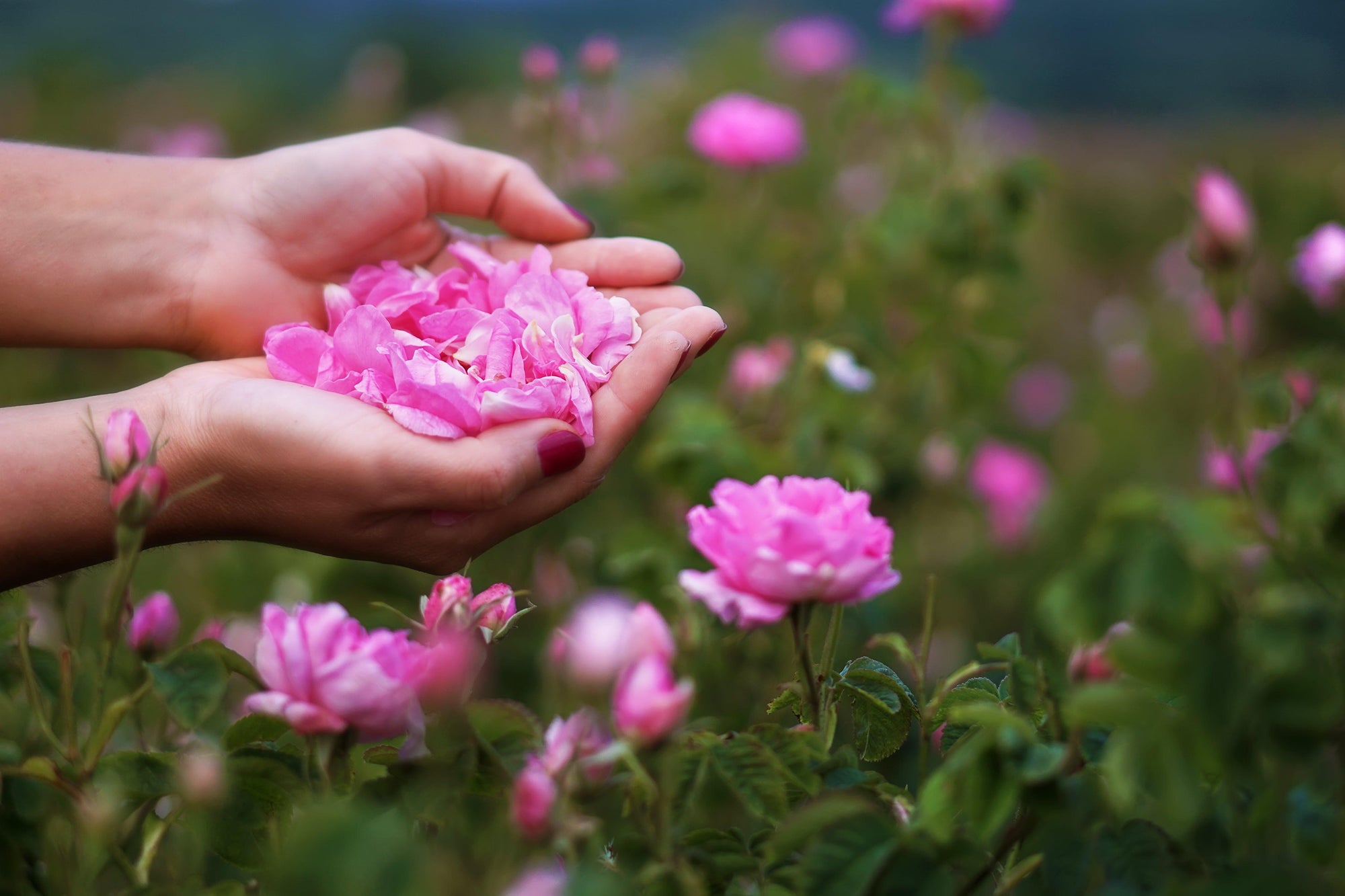 Hands holding pink rose paltes