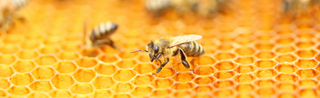 Bees and honey