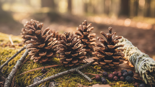 Tannenzapfenpaste (Zypressenzapfen) – Natürlich & Hochwertig | Anadoa