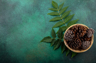 ein Bild von Tannenzapfen in einer Holzschale mit Blätternhtes Superfood mit Geschichte.
